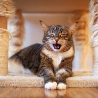 猫があざと可愛すぎる『サイレントニャー』に込めた4つのキモチ　実は人間には聞こえないだけだった？