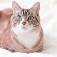 猫らしいといえばこの姿！『猫がよくやるポーズ』5選　アンモニャイトに香箱…