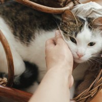 愛猫が『亡くなる直前』にあなたに伝えたいことは？猫たちの最期の伝言3つ
