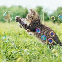 亡くなった猫たちが行く『虹の橋』にまつわる5つの説　どんな場所？猫たちはどうなる？