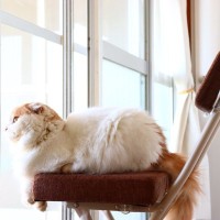 愛猫に『孤独感』を与えてしまうNG行為3選　猫たちだって“孤独はへっちゃら”なワケじゃない