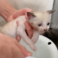 汚れがひどい赤ちゃん猫をシャンプーした結果…『ふわふわな仕上がり』が天使すぎると12万再生「可愛さ増し増し」「見てるほうもさっぱりした」