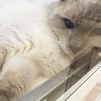『長期間のケージ生活で痩せ細った猫』を保護→筋トレを始めて…3週間後の別猫のような姿に「涙が出た」「変わりように驚いた」の声