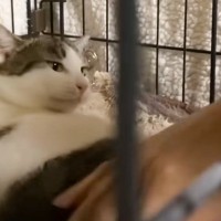 保護されてから1年半『ケージに引きこもっていた猫』が……驚きの光景に号泣する人続出「感動で涙」「涙が止まらない」と13万再生