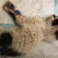 真冬の路上で倒れていたボロボロの猫を保護したら…１週間後の『信じられない光景』に号泣する人続出「奇跡」「涙なしでは見られない」