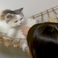 猫とあんまり仲良くなかった娘→1年後になると……予想外の光景に思わず笑ってしまう人続出「変わってきてるのは分かったｗ」「可愛いｗ」