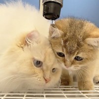蛇口の水を見つめる猫→途中で『頭がびしょ濡れ』と気がついて…想定外の『おバカすぎる反応』に爆笑！「滝行ｗｗ」「楽しそうでなによりｗ」