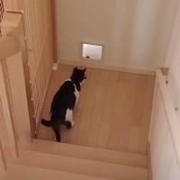 猫2匹が専用の小さいドアを初めてみた結果…思わず笑みが溢れる『かわいすぎる反応』が16万再生「ニヤニヤした」「パパママにも癒やされた」