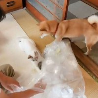 ゴミの分別を『邪魔する白猫』→柴犬がやって来て…驚愕の『賢すぎる行動』が5万3000再生「さすが風紀委員ｗ」「最後！最後がｗ」の声