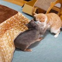 ママが『猫用コタツ』をプレゼント→2匹の猫が場所を取り合って…『可愛すぎる攻防』にほっこり「癒しをありがとう」「心が温まった」の声