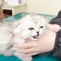 4匹の赤ちゃん猫が『はじめての病院』を体験した結果…とんでもなく可愛い『頑張る姿』に癒やされる人続出「リアクションが可愛い」「感動した」