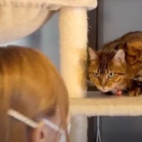 帰省した猫が実家を気に入りすぎた結果…帰ろうとしたときの『まさかの反応』に爆笑の声「かわいい攻防ｗ」「抵抗がｗ」と30万再生