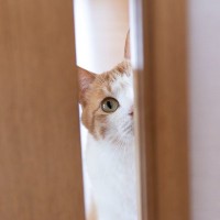 猫が『分離不安症』かも…？気になる症状4選　改善のためにできる対処法も