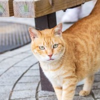 13歳の「バス停猫」は、今日も人々を笑顔にする！記念像設置の動きも　英国