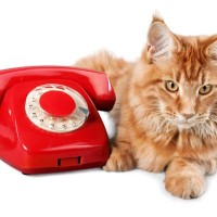 「飼い主さんの一大事！」愛猫が緊急通報ダイヤルして救った命　日頃の特訓の成果？米国