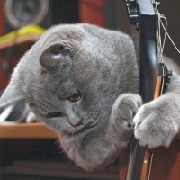 天才ロック歌手フレディ・マーキュリーが愛した猫たち　最期のときも彼のそばに…　英国