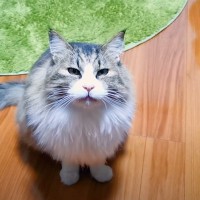 膝の上に乗せてほしい元ボス猫→プライドを捨てた結果…反則級の『可愛すぎる姿』が45万再生「たまらん」「言葉で表せないレベルで可愛い」