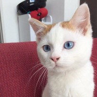 『横に成長しすぎたｗｗ』子猫時代と現在の姿を比較してみた結果…笑撃のビフォーアフターが40万表示「ほんとだｗ」「どちらも可愛いｗ」