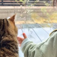 3人の子守をしてきた猫→新しく双子が生まれたら…いつも近くで『見守る姿』が感動的すぎると90万再生「なんだか涙がでた」「本当にすごい」