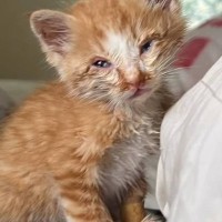 保護された赤ちゃん猫→動物病院で検査した結果、陽性になるも……一家の『決断』に反響続々「泣ける」「ありがとう」と10万再生