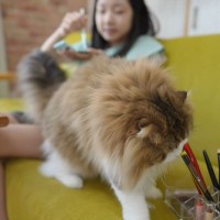 娘がメイクの様子を撮影していたら、猫が乱入して…まさかの『可愛すぎる妨害理由』が2.5万再生「楽しそうｗｗ」「癒やしをありがとう…」