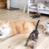 子猫に尻尾を狙われる『大人猫』→まさかの神対応で…尊すぎる光景に「二人もイクメンがｗ」「とても平和な光景ですね」と癒やされる人続出