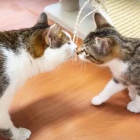 ママ猫にベッタリだった子猫が『里帰り』したら…尊すぎる光景に『涙腺崩壊』と3万1000再生の反響「泣かせるね…」「うるっとします」の声