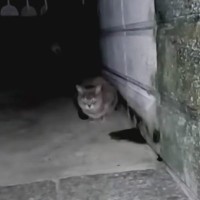 『全員幸せになってほしい』猫捨て場に通い続けて３年が経過→最後の1匹になると……「涙が止まらない」「本当に感服した」と感動する人続出