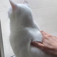 ママに『窓の外にいる鳥』を教えてあげたくて…可愛すぎる『おしゃべり白猫』が4万4000再生「可愛い〜！！」「フーン！が好きｗ」の声