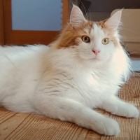 大型猫『メインクーン』とのリアルな１日を紹介してみたら…日常の様子が羨ましすぎると102万再生「高貴かつ優雅」「信頼しあってるのが伝わる」