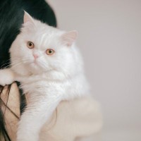 もしかして『育猫ノイローゼ』かも…猫暮らしがつらくなってしまう理由3つと対処法