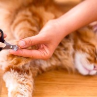 猫の『爪切り』をサボっちゃダメ！放置すると高まる3つのリスク　最低限の頻度は？