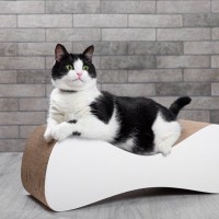 愛猫のために『買ってよかった！』と思う猫グッズ5つ　飼い主さんはマストバイのアイテムとは？