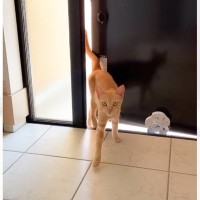 『家にやってきた野良猫』がくつろぎだしたかと思ったら…衝撃の瞬間に思わず爆笑する人続出「自宅認定ｗ」「野良とは思えない」と33万再生