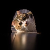 『好奇心が強い猫』がどうしてもしたくなる行動3選　興味津々な猫で気をつけるべき点も