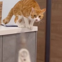 爪切り苦手だった猫→『大好きになった方法』が……思わず真似してみたくなる『作戦』に絶賛「マネしてみよ！」「素晴らしい」と146万再生