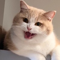 猫、自分から高い場所に登ったはずなのに……あまりにも理不尽すぎる『逆ギレ』に4万1000いいね「偉そうで可愛い」「あるある」の声