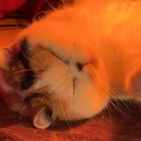 猫はこたつで丸くならない……？まさかの体勢で『爆睡している光景』が可愛すぎると455万表示「グリルで焼いてる魚みたいｗ」「見事」