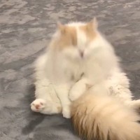 猫が胸毛を舐めようとした次の瞬間…あまりにも予想外すぎる『まさかの行動』が98万表示「可愛すぎたｗ」「ツボって何度も見てしまったｗ」