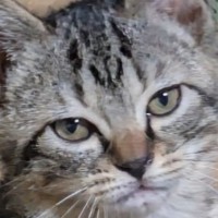 こたつから出てきて『ボーっとしていた子猫』→眠いのかなと思ったら…可愛すぎる変化が267万表示「寒さで冴えたかな」「可愛くて笑った」