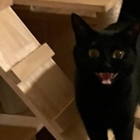 家に帰ってきたら、うれしそうな黒猫が……部屋がとんでもないことになっている光景が1270万表示「家に砂浜あっていいなぁ」「いい笑顔」の声