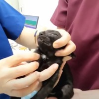 小さな黒猫3兄弟を病院に連れていった結果…ひとりだけ『まさかの反応』を見せる様子に「大物になるニャー」「かわいすぎる」と3万再生