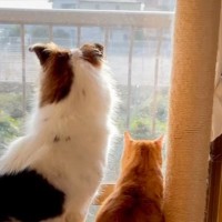小さい頃から猫といっしょに暮らした犬→まさかすぎる成長を遂げた『現在の姿』が…「ニャって言いそう」「学会報告できないかな」と282万再生