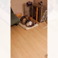 ストーブの前に集まる4匹の猫を見てみたら…まさかの『フォーメーション』が可愛すぎると34万再生「胸キュン」「可愛いの最終形態」と悶絶の声