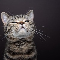 実はすごい『猫たちの嗅覚』！知っていると面白い3つの豆知識