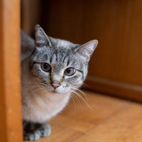 猫を怯えさせる『タブーな叱り方』4選　怒りに任せた対応は厳禁！トラウマになる危険も
