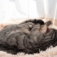 愛猫が『一緒に寝てくれない』ときに考えられる4つの理由　性格？信頼関係に問題？