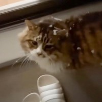 夜遅くに雪を乗せてやって来た野良猫→1年後になると……心温まる『変化』に涙する人続出「号泣しちゃう」「出会うべき運命だった」の声