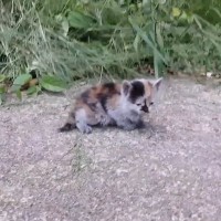 散歩していたら『汚れて白なのかグレーなのかわからない子猫』に出会った…泣ける光景が258万再生「優しすぎて惚れた」「震えている姿に涙」