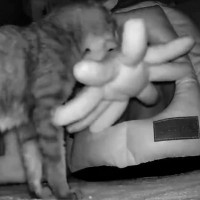 仕事を切り上げるか迷ってペットカメラを見てみたら…帰らざるを得なくなった『母猫の様子』が484万表示「健気だね～」「全てが尊い」